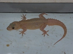 Fat gecko